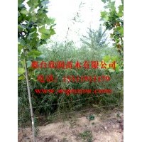 河北邢臺欣潤苗木大量供應(yīng)垂柳 2公分