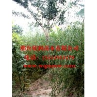 河北邢臺欣潤苗木大量供應(yīng)垂柳 3公分