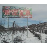 常年供應(yīng)九角楓，五角楓，皂角，云杉，蒙古礫