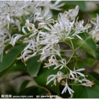 10公分流蘇苗哪里買(mǎi)，流蘇小苗管理技術(shù)