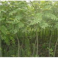 直銷2-30公分楓楊，楓楊基地