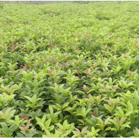 湖南供應(yīng) 桂花樹，精品桂花 8、15、20、30公分桂花樹