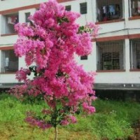 小花紫薇(七層花、云南品種)