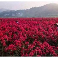 自產自銷美國紫嶶：紅火球、紅火箭、紅葉紫嶶小苗