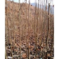 辛夷之鄉(xiāng)長期大量供應(yīng)玉蘭苗、望春玉蘭苗、辛夷種子、玉蘭種子