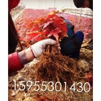 自產(chǎn)自銷美國(guó)紅楓、紫嶶小苗