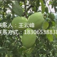 個(gè)大木瓜、臨沂新品種木瓜苗、長(zhǎng)俊木瓜苗