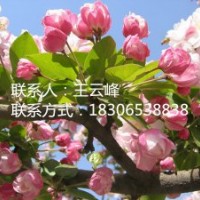 北美海棠苗、苗圃直銷北美海棠苗、低價、超低價