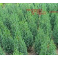 刺柏 塔松 側(cè)柏 甘肅定西大量低價(jià)出售
