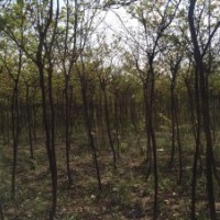 百日紅3-4公分