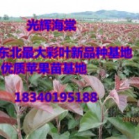 光輝海棠苗2——3