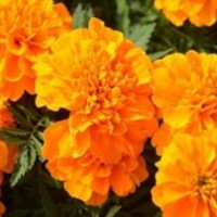 孔雀草