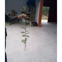 花椒苗，優(yōu)質(zhì)花椒苗，花椒苗價(jià)格，花椒苗基地