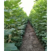 2米高梓樹苗20萬棵出售13839488177