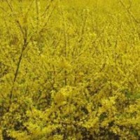 供應(yīng)連翹小苗500余萬株