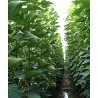 大量出售2公分楸樹苗，3公分楸樹苗