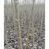 楊樹苗 107 108 中林46 低價處理大量騰地供應(yīng)速生楊樹苗