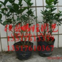 供應山東青州茉莉花苗 青州茉莉花地苗