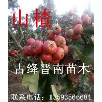 元寶楓 雪松 苗木
