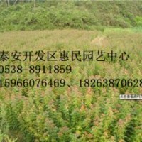 山東泰安0.5-6公分五角楓綠化苗批發(fā)價格
