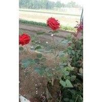 定州孫宇月季花苗木合作社