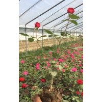 大花月季、豐花月季、微型月季