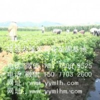 橫縣茉莉花苗