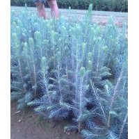 美國藍杉樹苗，科羅拉多藍杉樹苗，東北耐寒藍杉各種規(guī)格 吉林慧