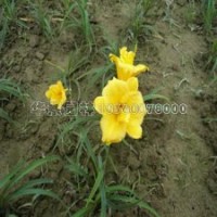 金娃娃萱草的價(jià)格及產(chǎn)地、圖片