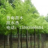 刺槐 國(guó)槐 大葉女貞