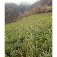 出售云杉樹苗，油松樹苗，側(cè)柏各種樹苗