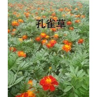 供應(yīng)草花孔雀草