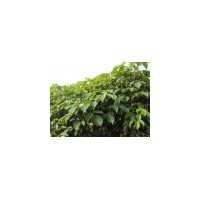 大量重陽木小苗批發(fā)