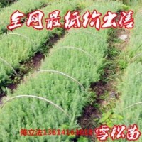 長期 供應(yīng)各種規(guī)格雪松，蜀檜，紅葉石楠,廣玉蘭，白玉蘭，紅玉蘭