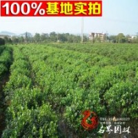 基地大量供應(yīng) 無(wú)刺枸骨球 歡迎咨詢