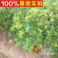 七里香球 低價甩賣 歡迎前來購買