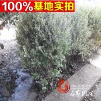 迎姬 銀姬小臘 數(shù)量大 價格低歡迎前來