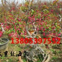 供應(yīng)冬紅果海棠小苗價格、冬紅果海棠盆景價格、冬紅果海棠種植基