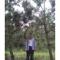 出售黑松樹胸徑11到13公分1000來棵。