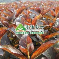 紫葉錦帶小苗彩葉苗綠化苗木長(zhǎng)期供應(yīng)