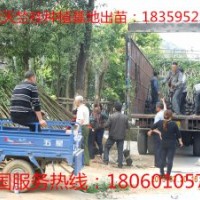 天竺桂小苗 供應(yīng)天竺桂小苗 天竺桂小苗價格 天竺桂小苗供應(yīng) 優(yōu)質(zhì)