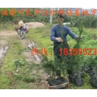 福建泉州永春羅漢松小苗 莆田羅漢松小苗 供應(yīng)莆田仙游羅漢松小苗
