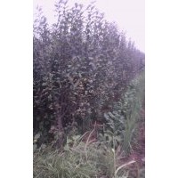 哪里可以買到花椒苗？山西花椒苗基地