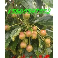 萬畝海棠種植基地