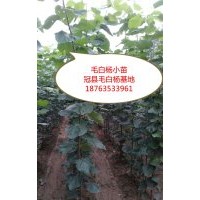 出售毛白楊小苗，冠縣毛白楊