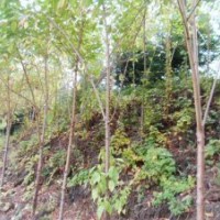 山桃稠李苗、水桃苗、桃葉稠李苗