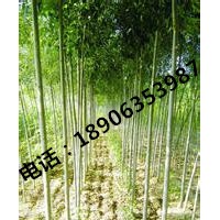 河北10公分速生柳價(jià)格/速生柳價(jià)格