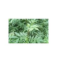 花椒苗絳縣花椒苗花椒苗批發(fā)基地