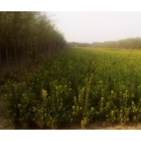 供應(yīng)大葉黃楊，女貞，衛(wèi)矛，水蠟等綠籬苗