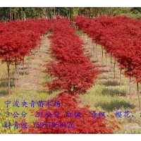 3-20公分青楓樹苗供應